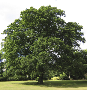 TREE_OAK.JPG